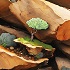 small6